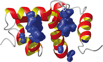3D struktura chemosensorického proteinu CSP-1 bource morušového určená pomocí NMR spektroskopie.