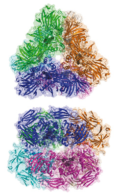 Struktura enzymu β-galaktosidázy z antarktické bakterie Arthrobacter sp. C2-2.