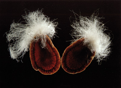 Asclepias syriaca – klejicha hedvábná. Semena rostliny, zvětšení 5x, stereomikroskop. Viktor Sýkora, LF UK v Praze, obor molekulární biologie