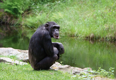 Šimpanzi představují nám nejbližší druh, jak dokazuje vysoká shoda mezi složením genetické výbavy.